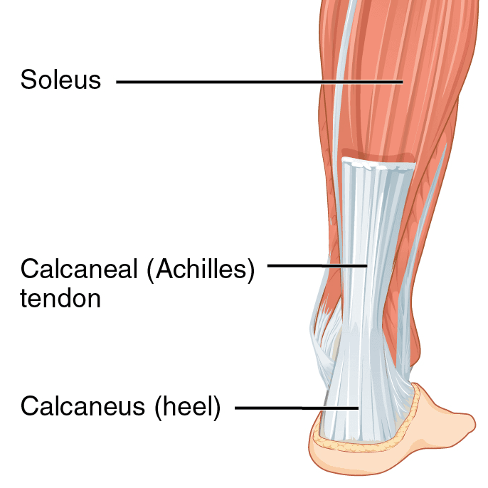 Achilles Tendon Anatomy